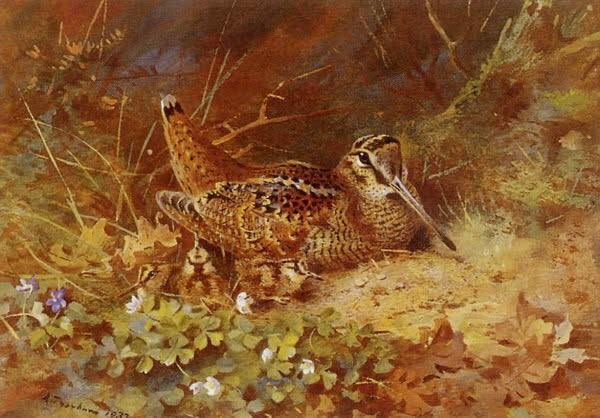 Archibald Thorburn Woodcock and Chicks